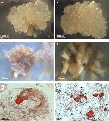 Secretome analysis revealed that cell wall remodeling and starch catabolism underlie the early stages of somatic embryogenesis in Pinus nigra